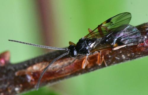 Réf. 348 362 : Microgastrinae inconnu